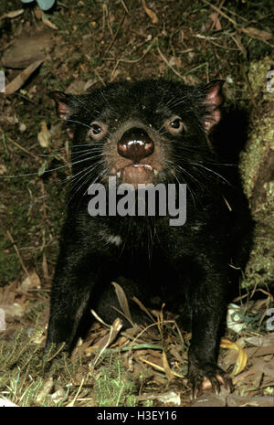 Diavolo della Tasmania (Sarcophilus harrisii) Foto Stock