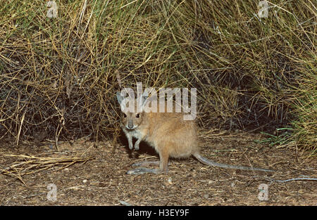 Rufous Hair-wallaby (Lagorchestes hirsutus) Foto Stock