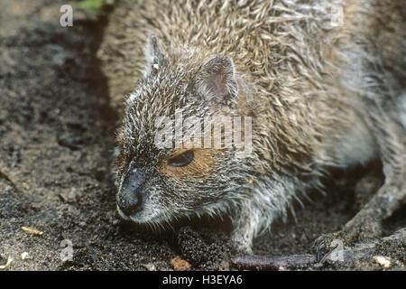 Spectacled lepre-wallaby (lagorchestes conspicillatus) Foto Stock