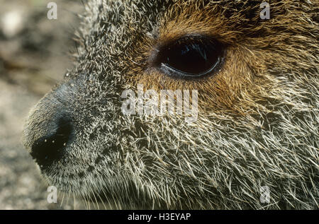 Spectacled lepre-wallaby (Lagorchestes conspicillatus) Foto Stock