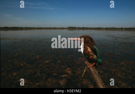 Bianco-throated kingfisher (Halcyon smyrnensis) Foto Stock
