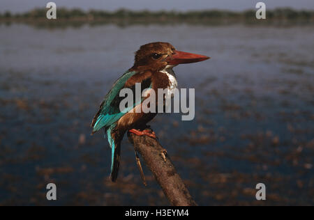 Bianco-throated kingfisher (Halcyon smyrnensis) Foto Stock