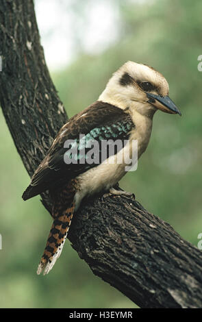 Ridendo kookaburra (dacelo novaeguineae) Foto Stock