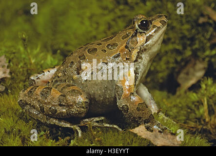 Mediterraneo rana verniciata (discoglossus pictus) Foto Stock