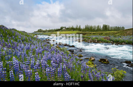 Fiume Tungufljot in Sudurland con un sacco di viola Fiori di lupino in Islanda. Foto Stock