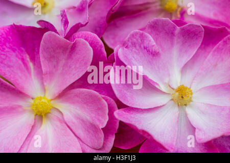 Dettaglio di due rosa rosa fiori. Foto Stock