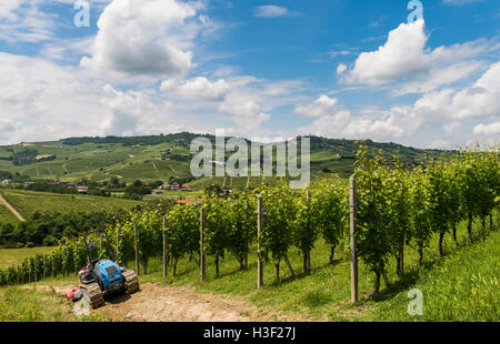 Garbelletto, Italia - Giugno 3, 2016: vigneti wit veicolo cingolato (trattore) e colline di Garbelletto, Piemonte, Italia. Foto Stock