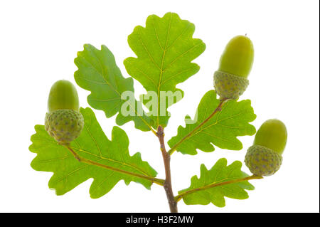 Isolato ramoscello di quercia con foglie e acorn Foto Stock