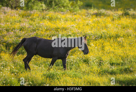 A SANGUE CALDO passeggiate a cavallo su un prato con ranuncolo comune, Norrbotten, Svezia Foto Stock