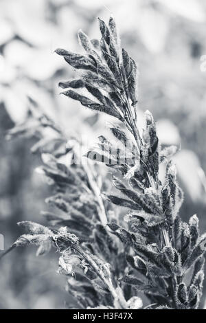 I semi secchi di Fiori di lupino. Closeup monocromatica foto verticale con il fuoco selettivo Foto Stock