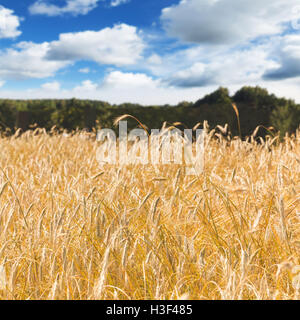 Campo d'oro di segale sotto il cielo nuvoloso giorno di estate Foto Stock