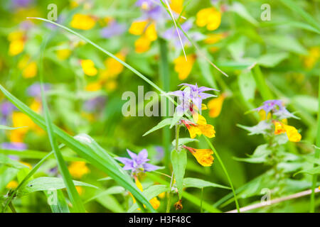 Di colore giallo brillante e fiori blu Melampyrum nemorosum noto come il giorno e la notte, foto macro con il fuoco selettivo Foto Stock