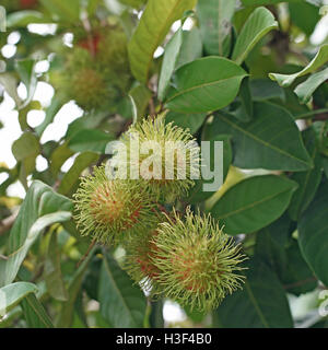 Rambutan frutto su albero in azienda agricola biologica Foto Stock