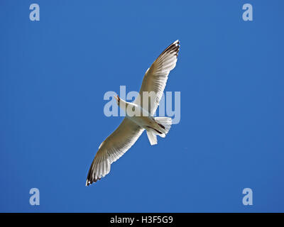 Urlando Aringa Gabbiano (Larus argentatus) con becco aperto il vertiginoso aumento dei costi sulla diffusione di ali traslucido in un cielo blu Foto Stock