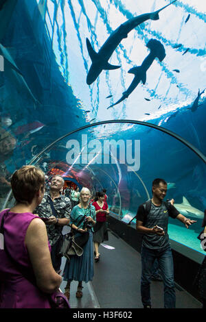 Singapore, Sentosa, acquario marino, visitatori nel tunnel sottomarino di squali di visualizzazione Foto Stock