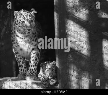 Leopardo dell'Amur Foto Stock