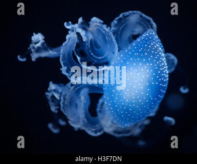 Un primo piano colpo di una medusa blu Foto Stock