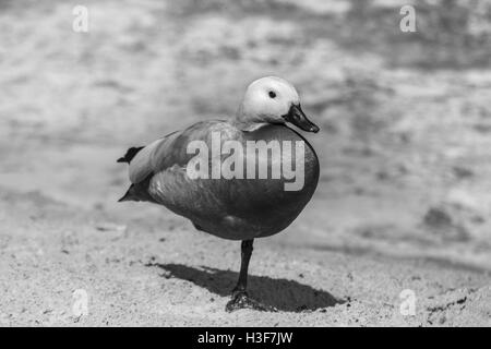 Rosso giovane anatra (Tadorna ferruginea) su una gamba vicino a un lago Foto Stock