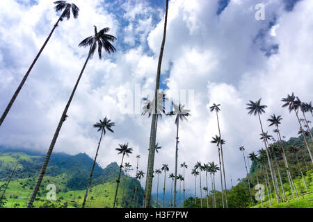 Cerca fino a cera belle palme e parzialmente in cielo nuvoloso Cocora Valley vicino a Salento, Colombia Foto Stock