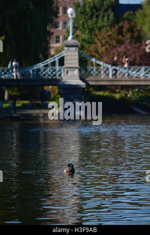 Un anatra in Boston Public Garden Lagoon con la mitica passerella dietro di esso. Foto Stock