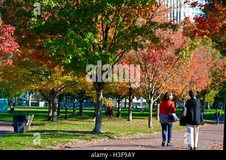 Vivacemente colorato caduta delle foglie/autunno Foglie sugli alberi. Foto Stock