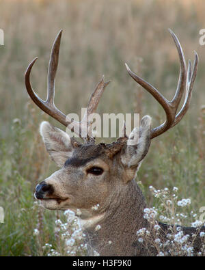 Un grande Mule Deer buck guardando fuori dal letto. Foto Stock