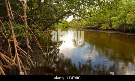 Una piccola insenatura salmastra fiancheggiata da alberi di mangrovia e palude nel sud della Florida, nel tardo pomeriggio Foto Stock