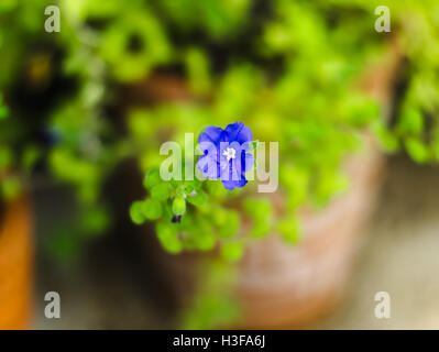Massa gloria di mattina, roccia blu centinodia, African centinodia, massa blu-convolvulus, Convolvulus mauritanicus o Convolvulus sa Foto Stock