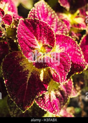 Closeup shot del dipinto di ortica, coleus o Plectranthus scutellarioides Foto Stock