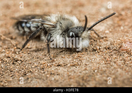 Maschio di Data Mining Ashy Bee - Andrena cineraria Foto Stock