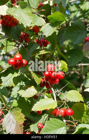 Biancospino coccolone ordinario Foto Stock