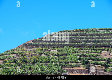 Campi agricoli in Camara de Lobos, Madeira, Portogallo Foto Stock