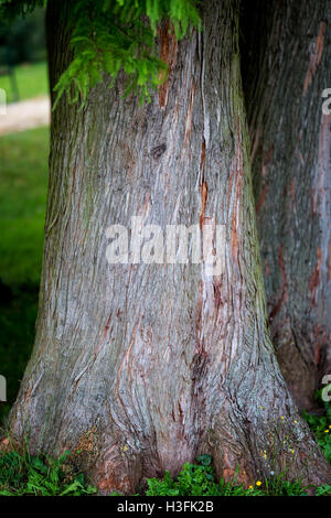 Dettaglio della struttura trunk cipresso calvo (Taxodium distichum), Natura dello sfondo. Foto Stock