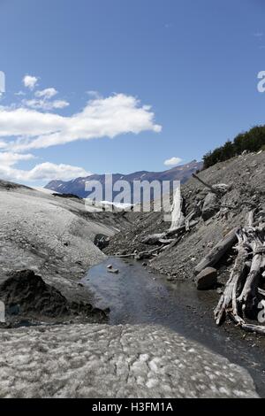 Albero morto tronchi alla frontiera del Perito Moreno glaciar, in cui il ice soddisfa le rocce Foto Stock