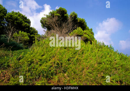 Pino d'Aleppo, Aleppo (Pinus halepensis), Cilento - Vallo di Diano e Alburni Parco Nazionale, Salerno, Campania, Italia Foto Stock