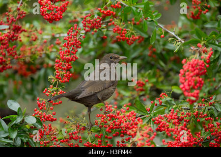 Merlo; Turdus merula Unica femmina con Pyracantha bacche Cornwall, Regno Unito Foto Stock