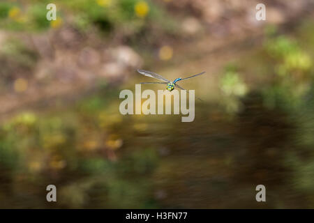 L'imperatore Dragonfly; Anax imperator maschio singolo in volo Cornwall, Regno Unito Foto Stock