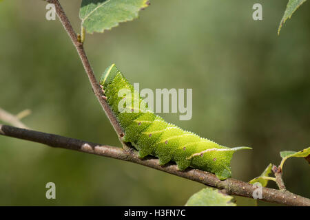 Eyed Hawkmoth Larva; Smerinthus oscellata singolo Caterpillar Cornwall, Regno Unito Foto Stock