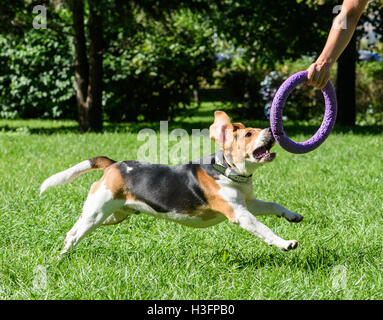 Beagle cane e proprietario giocando con tirare giocattolo al park Foto Stock