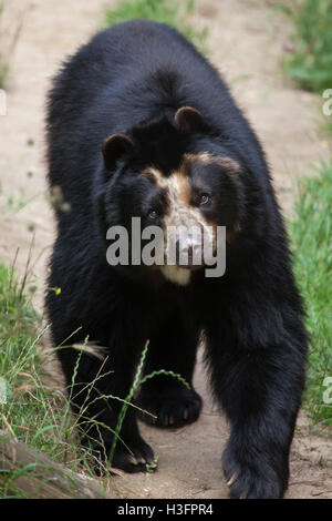 Spectacled bear (Tremarctos ornatus), noto anche come l'orso andino a Doue-la-Fontaine Zoo nel Maine-et-Loire, Francia. Foto Stock