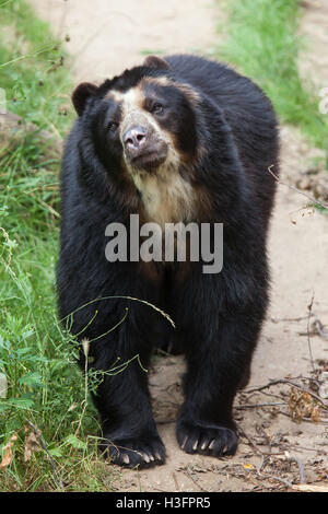 Spectacled bear (Tremarctos ornatus), noto anche come l'orso andino a Doue-la-Fontaine Zoo nel Maine-et-Loire, Francia. Foto Stock
