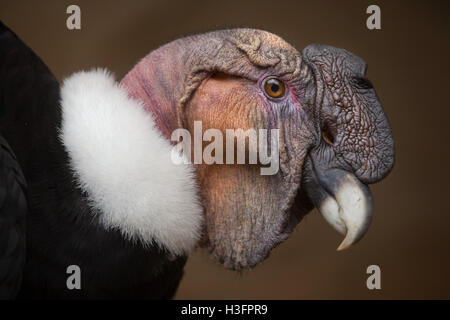Condor andino (Vultur gryphus). La fauna animale. Foto Stock