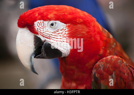 GGreen-winged macaw (Ara chloropterus), noto anche come il rosso e il verde macaw. Foto Stock