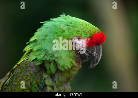Militari boliviani macaw (Ara militaris boliviana). La fauna animale. Foto Stock