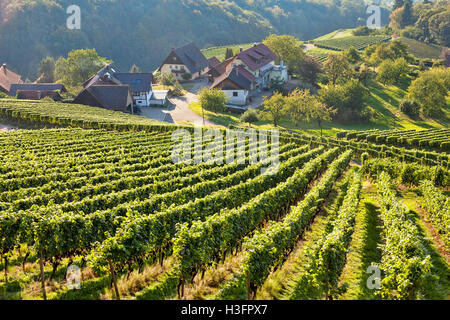 Vigneti al tempo del raccolto nel sud della Germania Foresta Nera Regione Ortenau Foto Stock