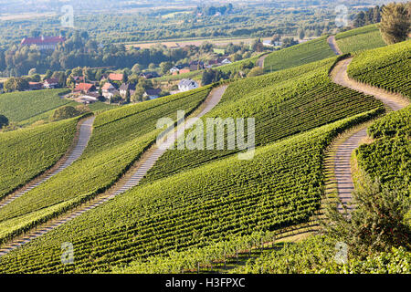 Vigneti al tempo del raccolto nel sud della Germania Foresta Nera Regione Ortenau Foto Stock