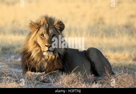 Bel maschio di leone con il contatto con gli occhi sdraiato Foto Stock