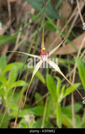 Caladenia sp. aff. oenochila, St Andrews Spider Orchid a Baluk Willam Flora Riserva, Belgrave Sud, Victoria, Australia Foto Stock