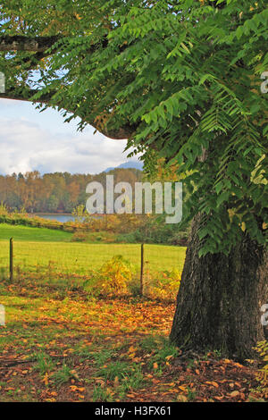 Una quercia Columnbia britannica, Canada, con foglie di colore arancione in corrispondenza della sua base, telai a pascolo e il fiume in background. Foto Stock