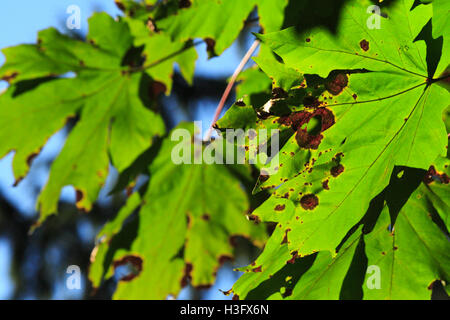 Primo piano di rusty foglie verdi appeso su un ramo all'inizio dell'Autunno Foto Stock